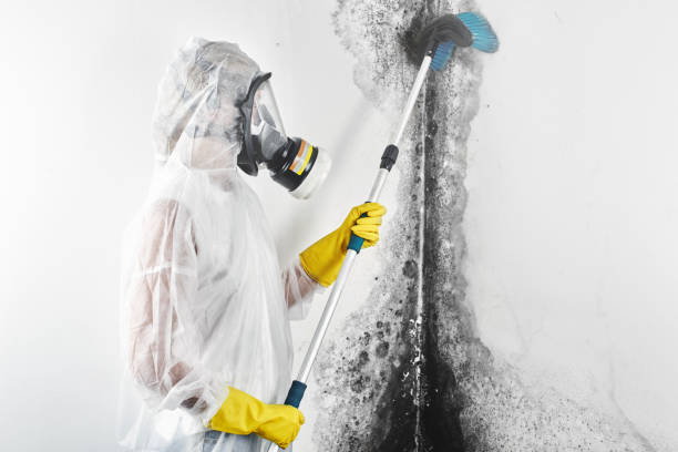 Best Mold Remediation for Healthcare Facilities  in Culloden, WV