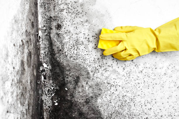 Best Biohazard Mold Removal  in Culloden, WV