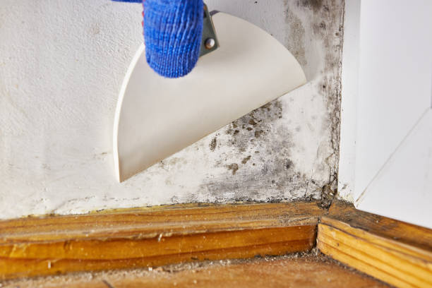 Best Black Mold Removal  in Culloden, WV